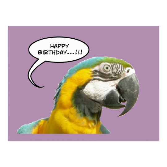 Carte Postale Drole D Anniversaire De Perroquet Zazzle Fr