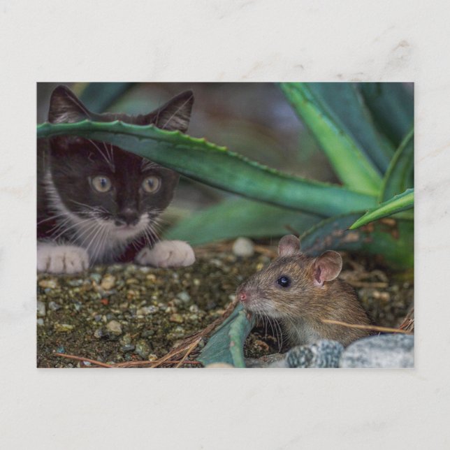 Carte postale drôle de chat et de souris (Devant)