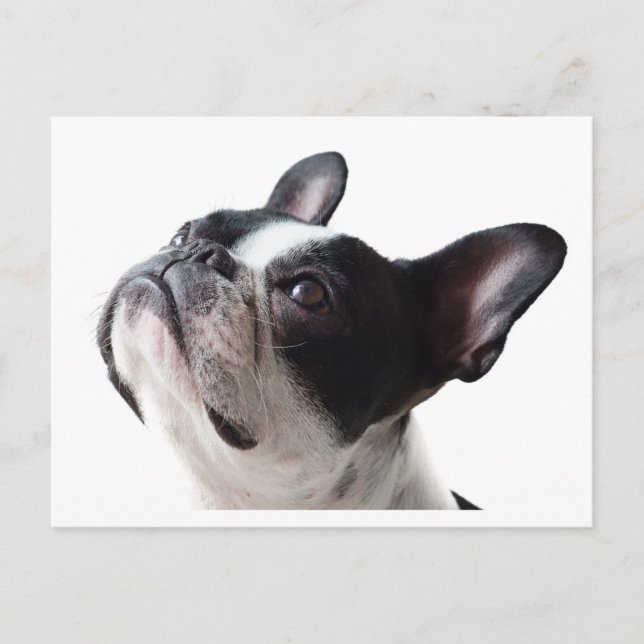 Carte postale drôle de chien Frenchie - Bouledogue (Devant)