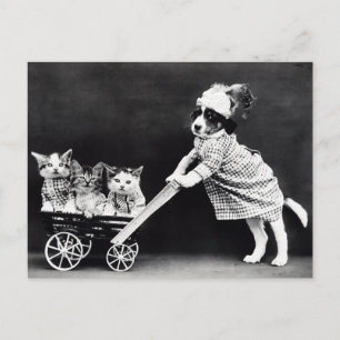Carte postale drôle de chiot et de chatons   Resta