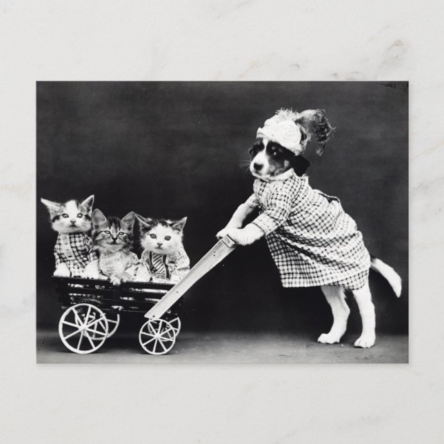 Carte postale drôle de chiot et de chatons | Resta (Devant)