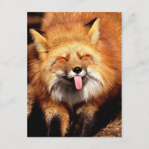 Carte Postale Drôle Fox Sticking It's Tongue Out