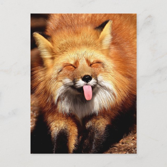 Carte Postale Drôle Fox Sticking It's Tongue Out (Devant)