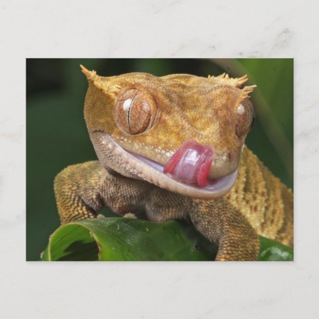 Carte Postale Drôle GECKO Licking his Lips POSTCARD (Devant)