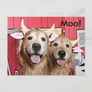 Carte Postale Drôle Golden Retrivers en costumes de vache Hallow