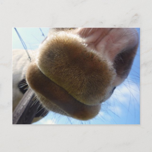 Carte postale Drôle Horse (Devant)