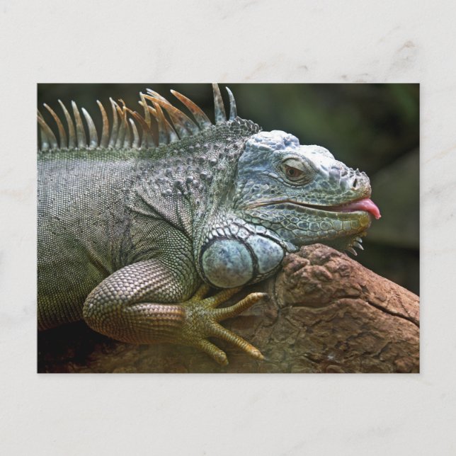 Carte Postale Drôle Iguana (Devant)