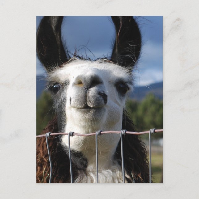 Carte Postale Drôle Llama souriante dans le sud de l'Oregon (Devant)
