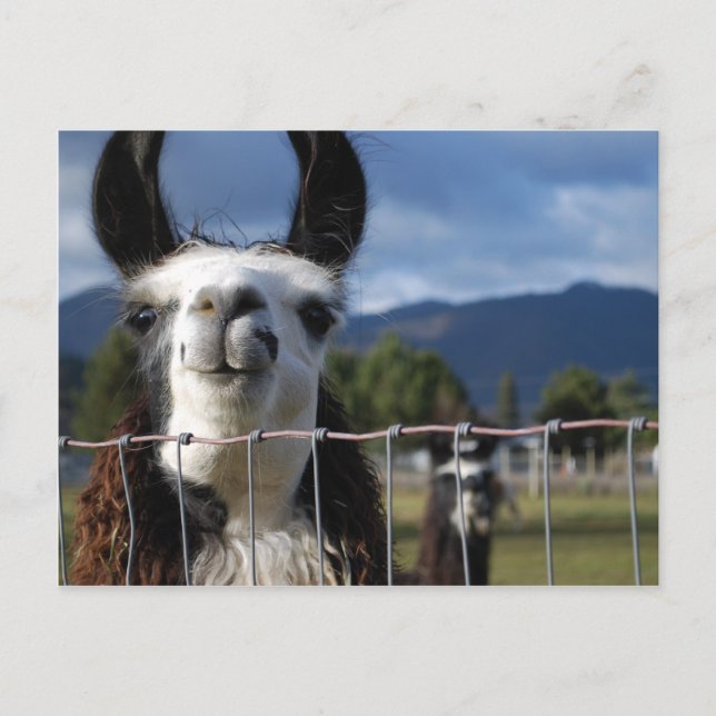 Carte Postale Drôle Llama souriante dans le sud de l'Oregon (Devant)