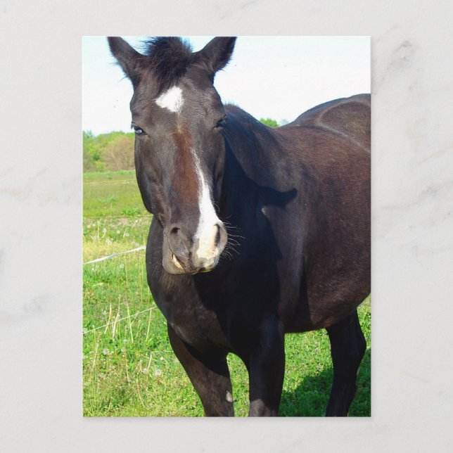 Carte Postale Drôle Mare (Devant)