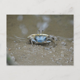 Carte Postale Drôle mignon Crabe Fiddler Bleu sur Plats de Boue