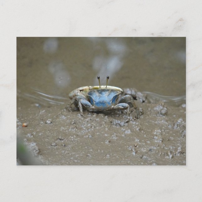 Carte Postale Drôle mignon Crabe Fiddler Bleu sur Plats de Boue  (Devant)