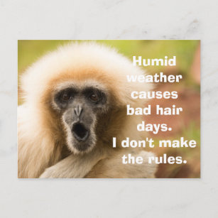 Carte Postale Drôle Monkey Mauvais Cheveux Day