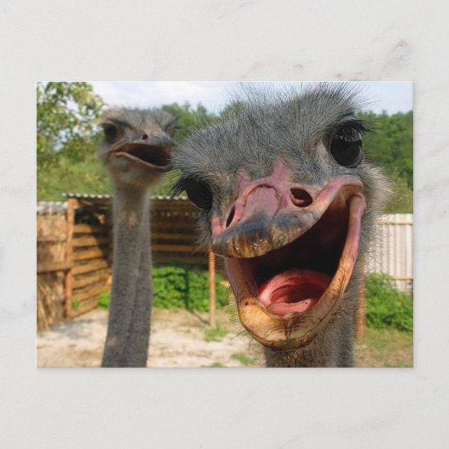 Carte Postale Drôle Ostrich Bird Photo What's Up (Devant)