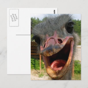 Carte Postale Drôle Ostrich Bird Photo What's Up