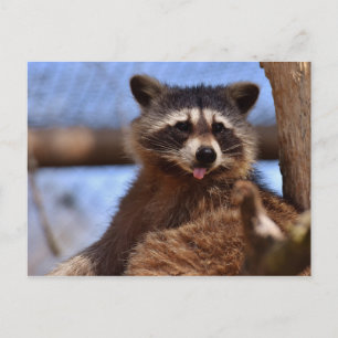Carte Postale Drôle Raccoon Sticking It's Tongue Out