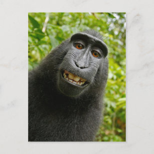 Carte Postale Drôle Singe Resté Souriant Silly Selfie
