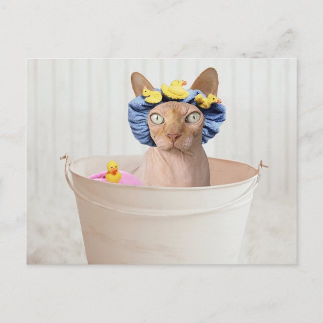 Carte Postale Drôle Sphynx Chat Dans Une Baignoire (Devant)