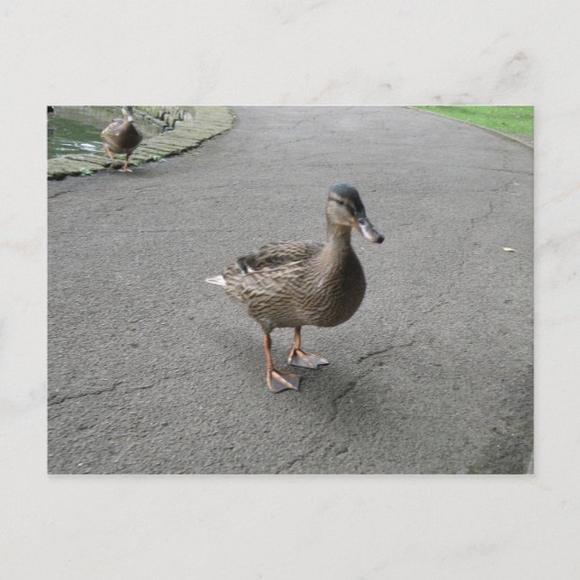 Carte postale Drôle Wadden Duck (Devant)