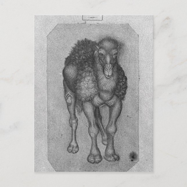 Carte Postale Dromedary, de l'Album Vallardi (Devant)