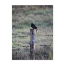 DRONGO NOIR SUR LE QUÉENSLAND POST RURAL AUSTRALIA