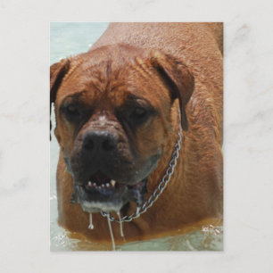 Carte Postale Drooling Bordeaux Mastiff