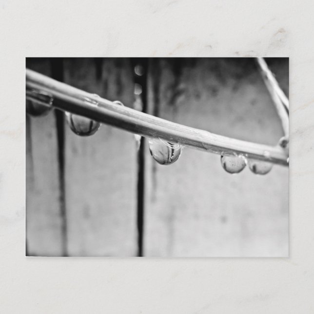 Carte Postale Droplets on Vine Postcard (Devant)