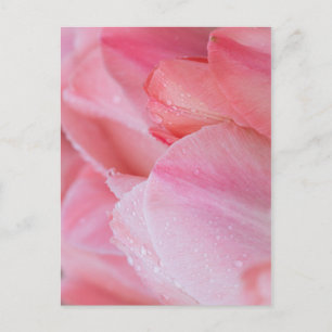 Carte Postale Droplets sur Tulipes roses gros plan