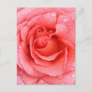 Carte Postale Drops d'eau rose romantique