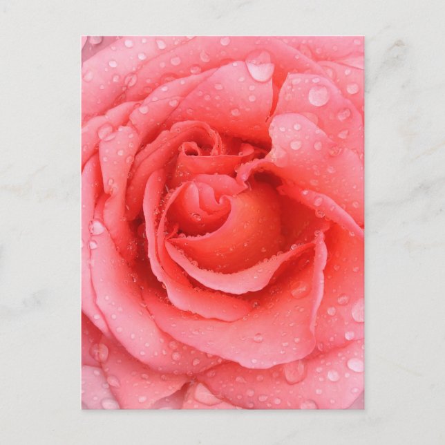 Carte Postale Drops d'eau rose romantique (Devant)