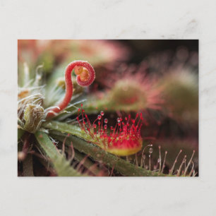 Carte Postale Drosera Capillaris