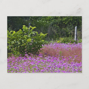 Carte Postale Drummond Phlox, Phlox drummondi, Hilton Head