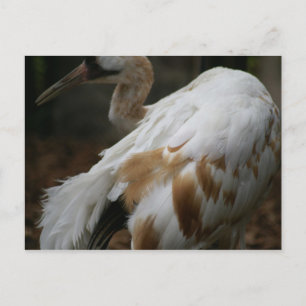 CARTE POSTALE DSC00354