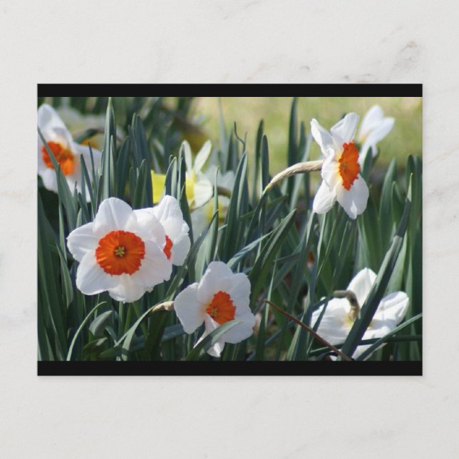 Carte Postale DSC01730 a (Devant)