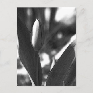 Carte Postale DSC02422 c