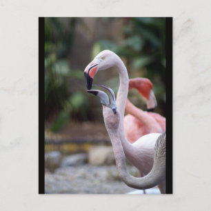 CARTE POSTALE DSC02490