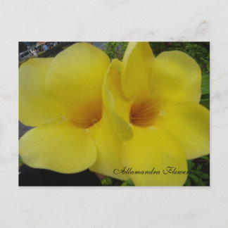 Carte Postale DSC03203, Fleurs Allamandra - Cus... -Personnalisé