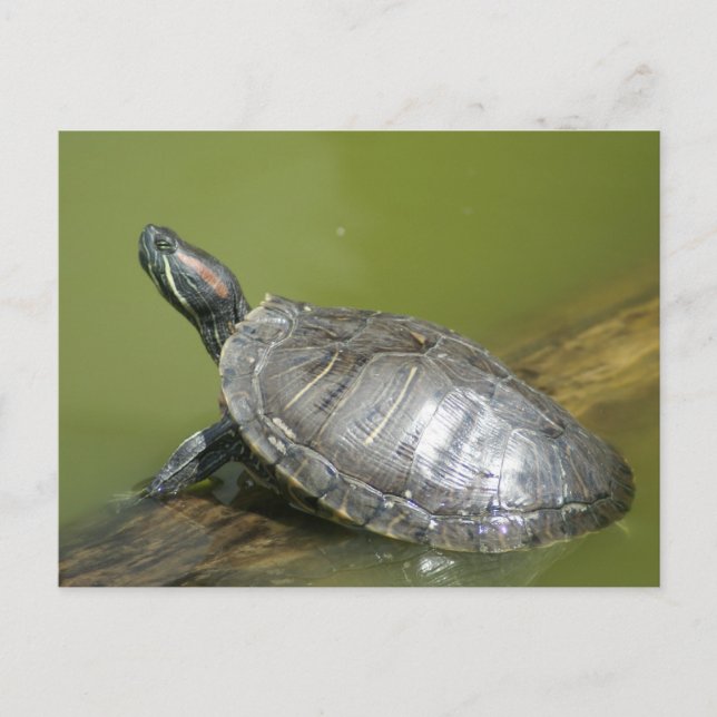 CARTE POSTALE DSC04275 (Devant)