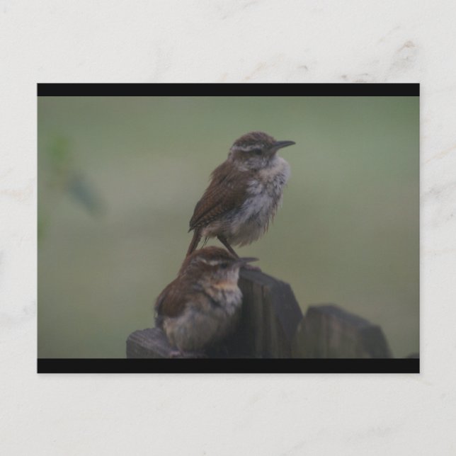 CARTE POSTALE DSC07310 (Devant)