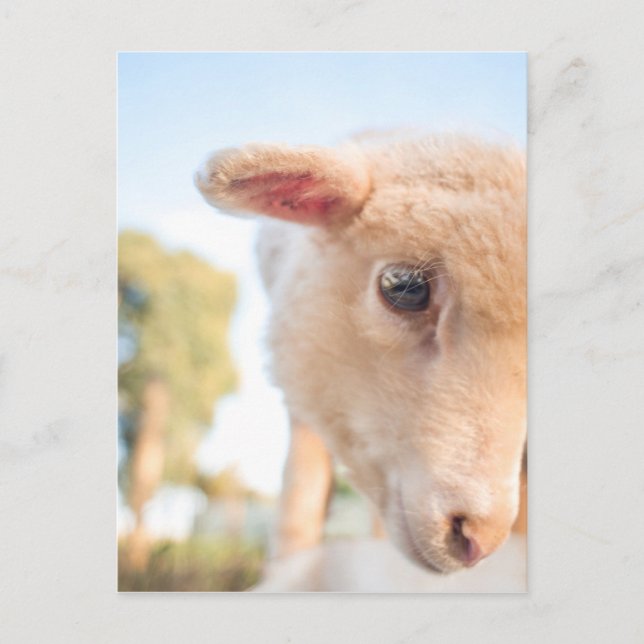 CARTE POSTALE _DSC2491 (Devant)