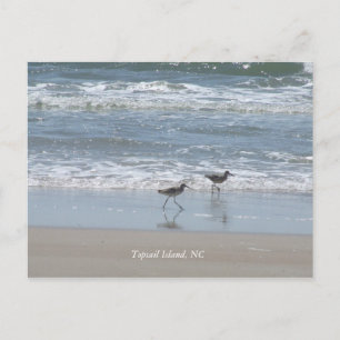 Carte Postale DSCF2949, île Topsail, NC