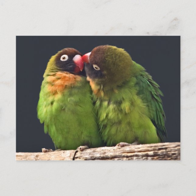 Carte postale du baiser d'inséparable (Devant)