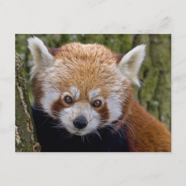 Carte postale du bandit rouge (Devant)