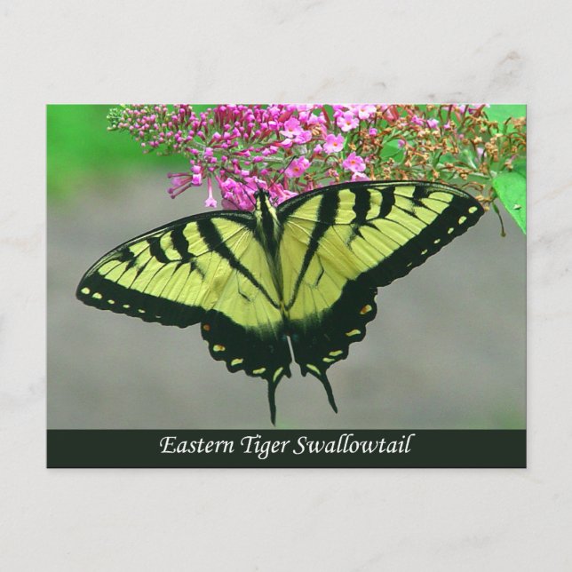 Carte postale du beau papillon swallowtail tigré 5 (Devant)