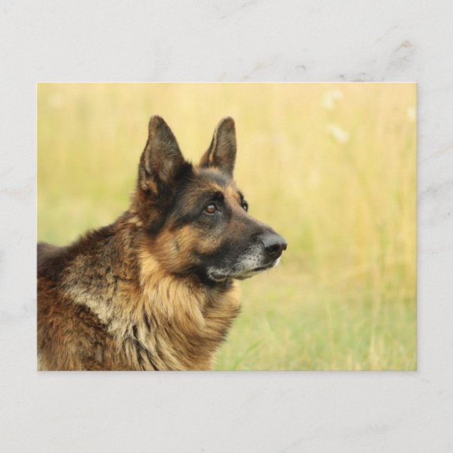 Carte postale du berger allemand mignonne (Devant)
