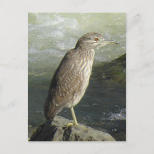 Carte postale du Bihoreau à tête noire