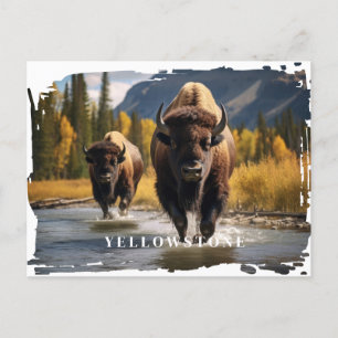 Carte postale du bison de Yellowstone