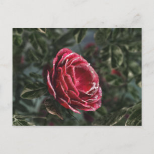 Carte postale du cadeau d'adieu de l'hiver