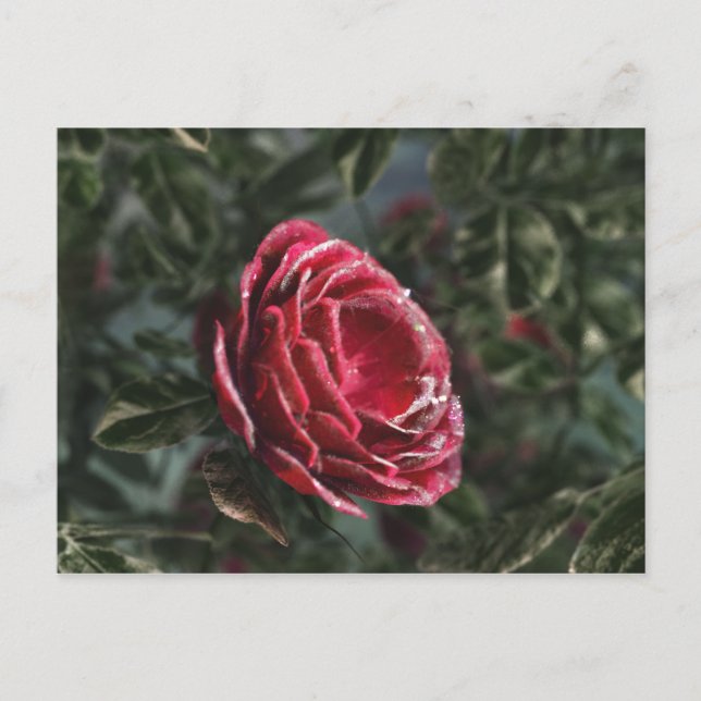 Carte postale du cadeau d'adieu de l'hiver (Devant)