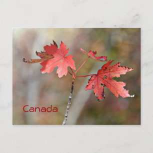 Carte postale du Canada - Feuilles d'érable